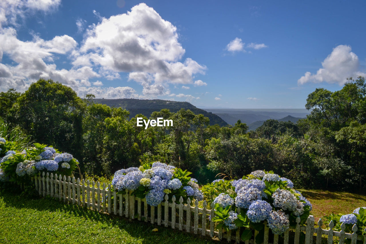 Panoramic view of flowering plants and trees against sky