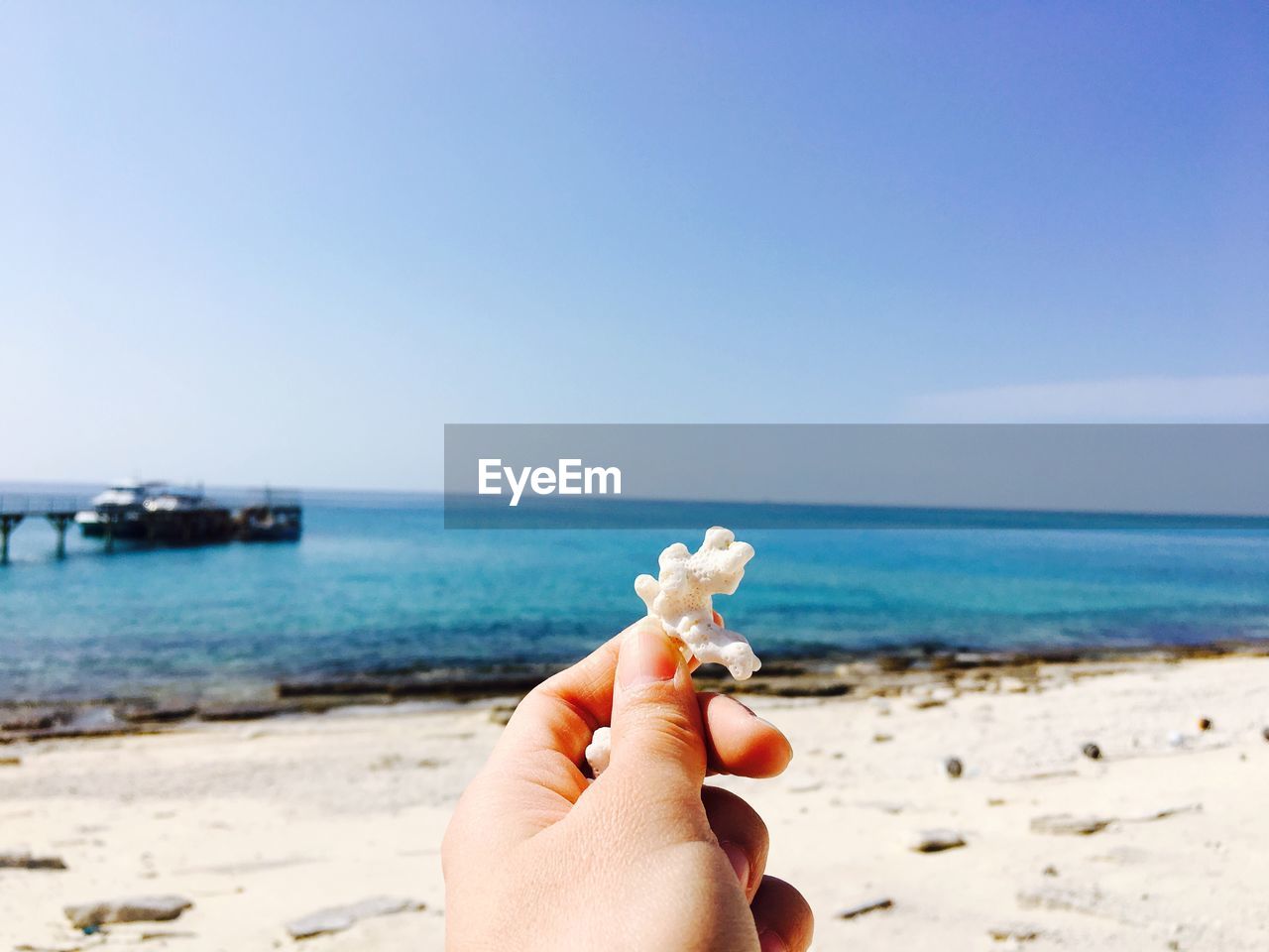 Close-up of cropped hand holding dead coral at beach