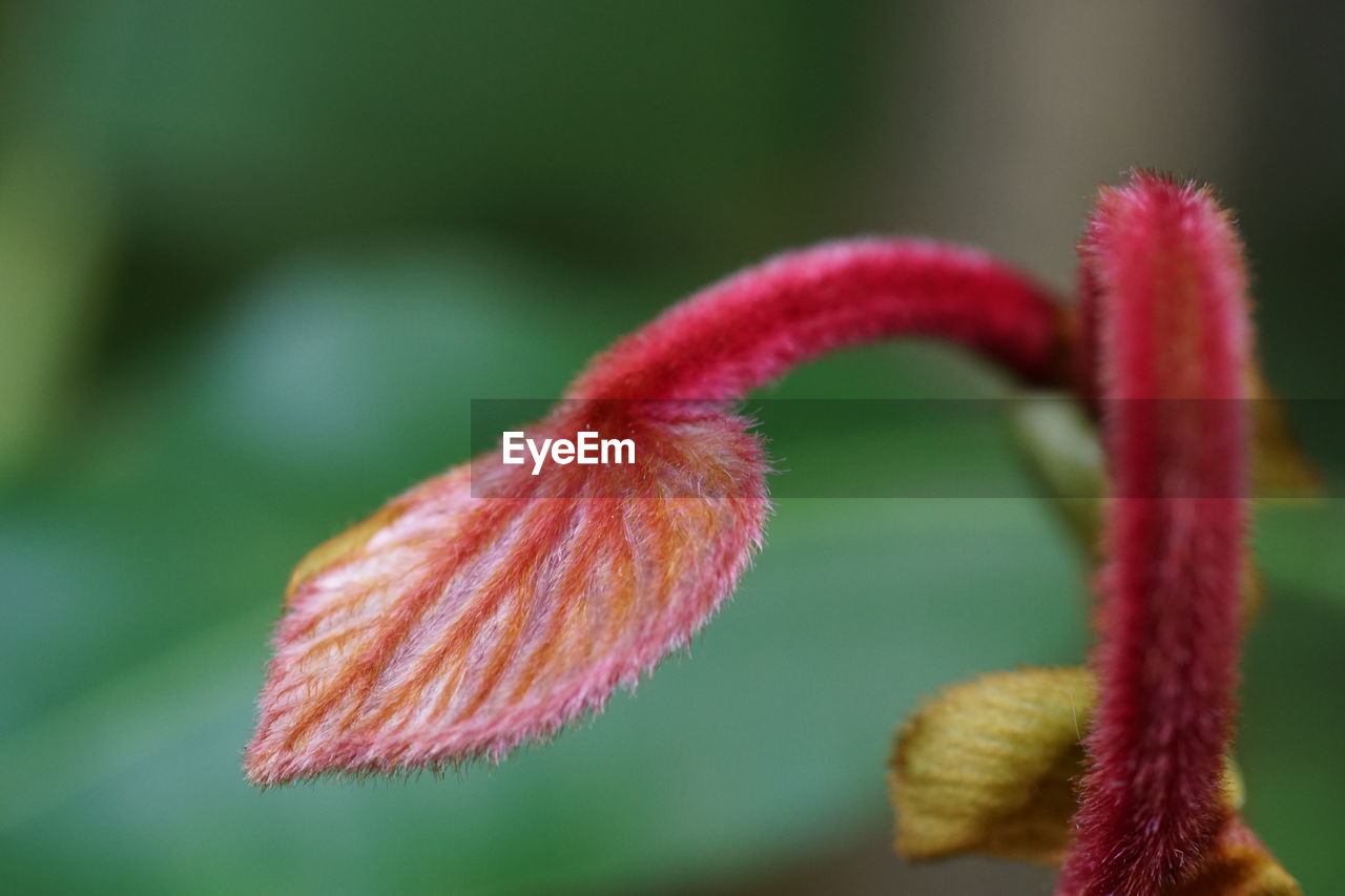 CLOSE-UP OF RED FLOWER PLANT