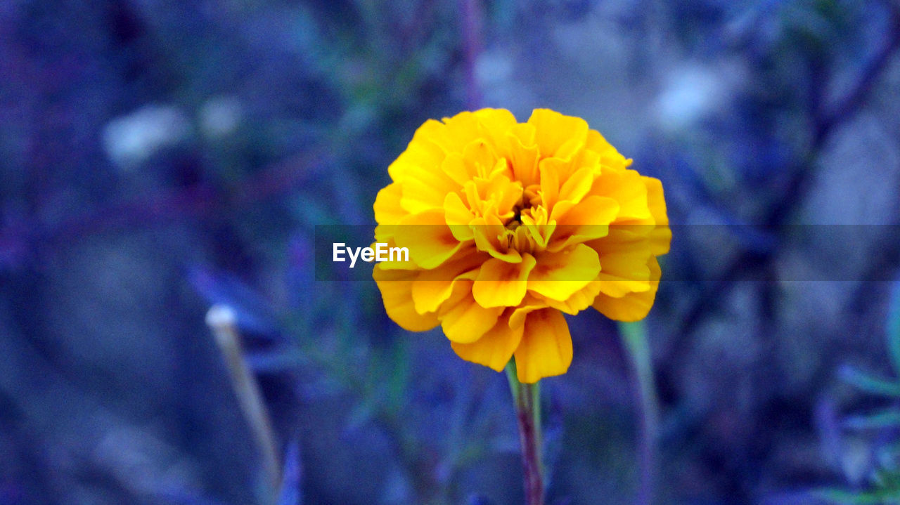 Close-up of marigold blooming outdoors