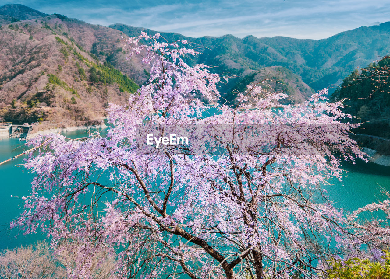 Scenic view of blue and mountains against sky with cherry tree blossoms in foreground and lake.