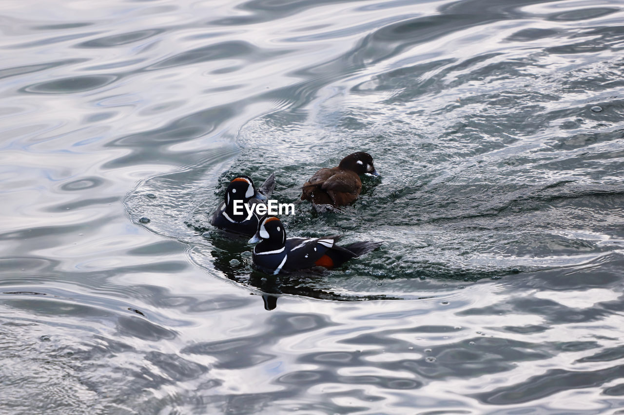 Ducks swimming in the ocean 