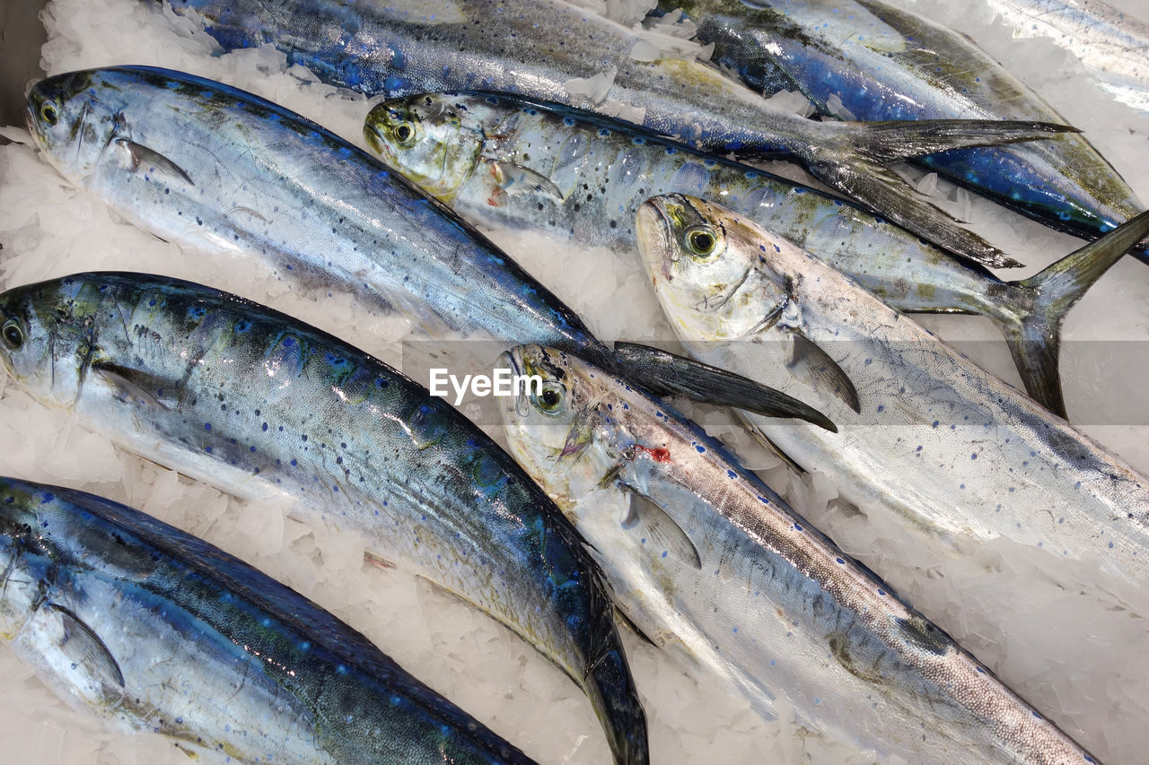 Mahi-mahi fish or common dolphinfish at seafood market