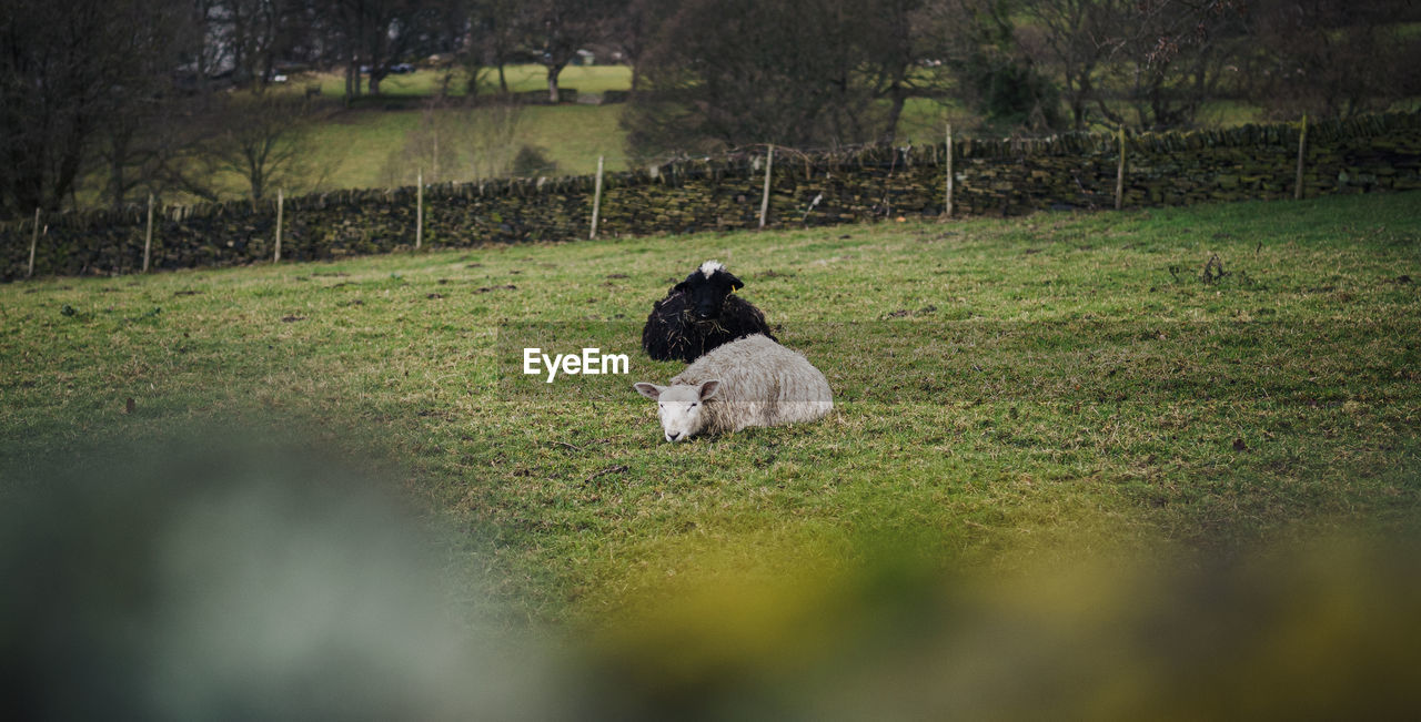 plant, grass, animal, nature, animal themes, mammal, pet, domestic animals, green, one animal, rural area, land, field, tree, canine, dog, day, sheep, meadow, rear view, outdoors, no people, livestock, selective focus, growth, landscape, sitting