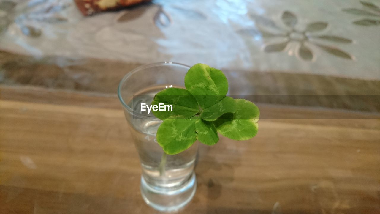 High angle view of mint leaf in glass with water at home