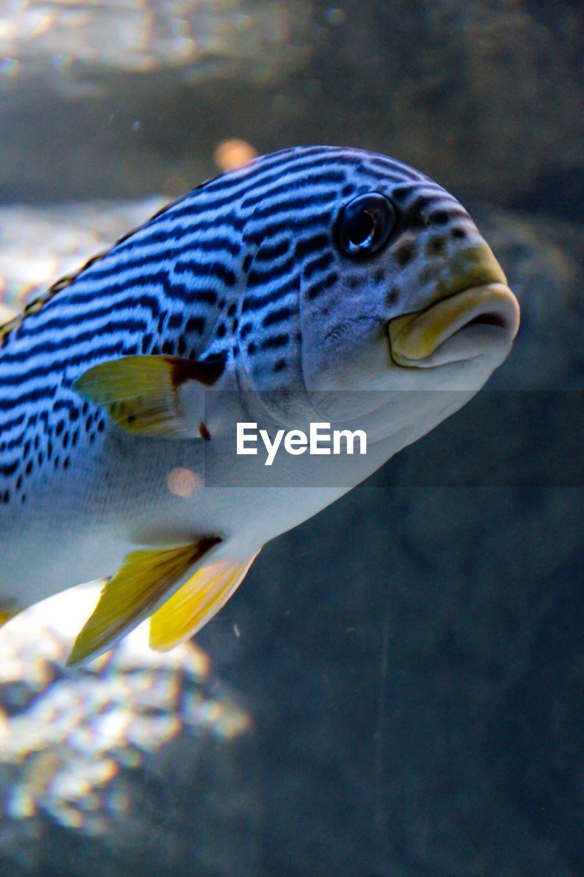 CLOSE-UP OF FISH SWIMMING UNDERWATER