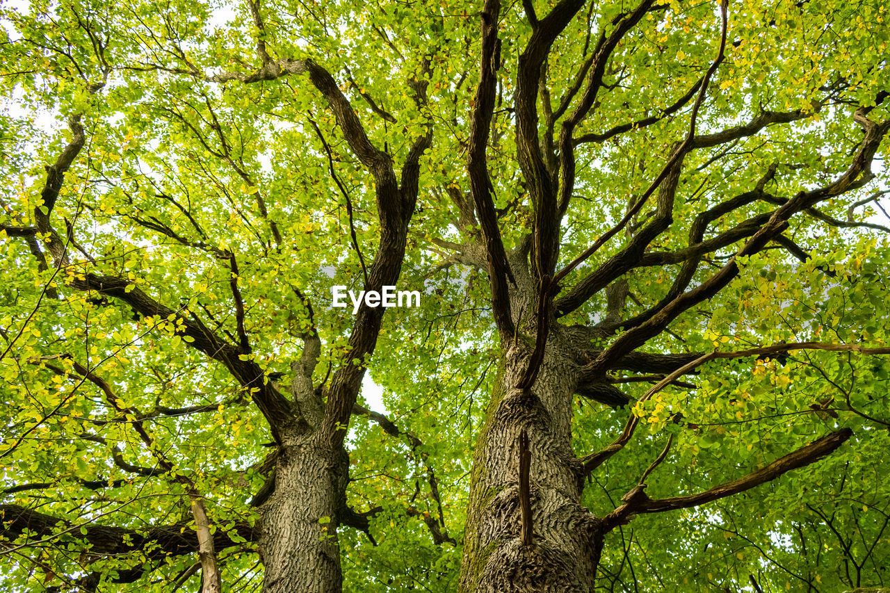 LOW ANGLE VIEW OF TREES