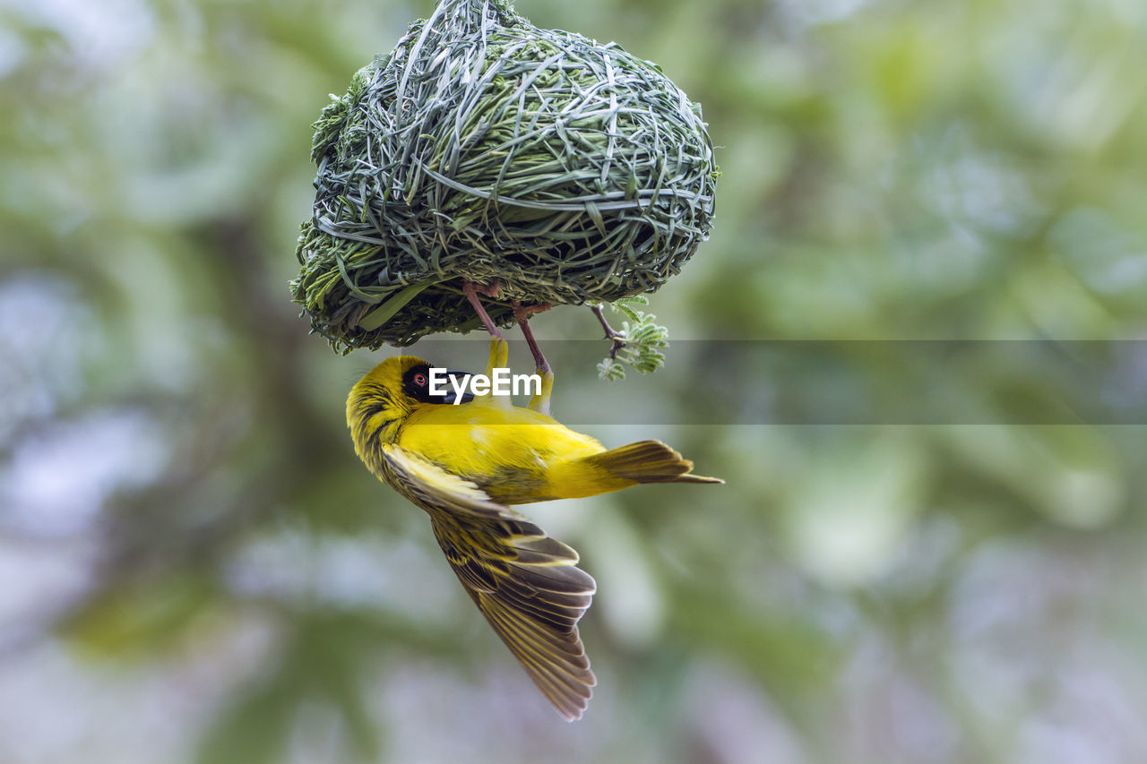 Close-up of bird on nest