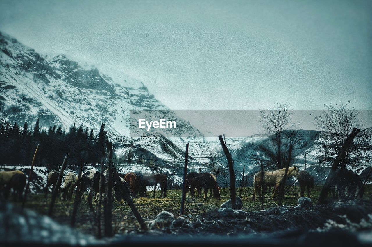 BARE TREES ON LANDSCAPE AGAINST SKY