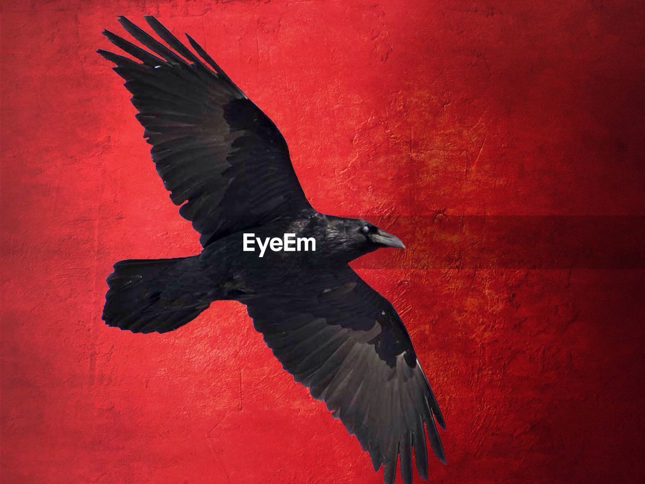 Digital composite image of raven flying against red wall