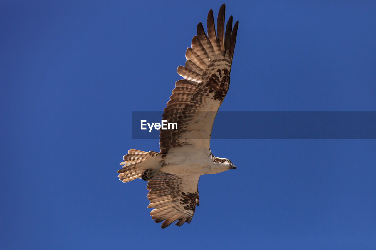 LOW ANGLE VIEW OF EAGLE FLYING AGAINST CLEAR SKY