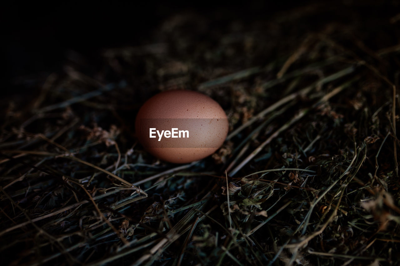 High angle view of egg on land