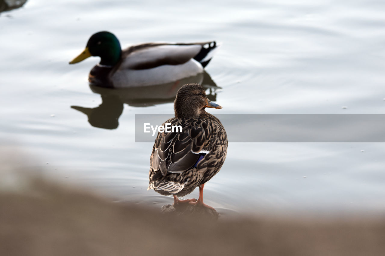 TWO BIRDS SWIMMING IN LAKE