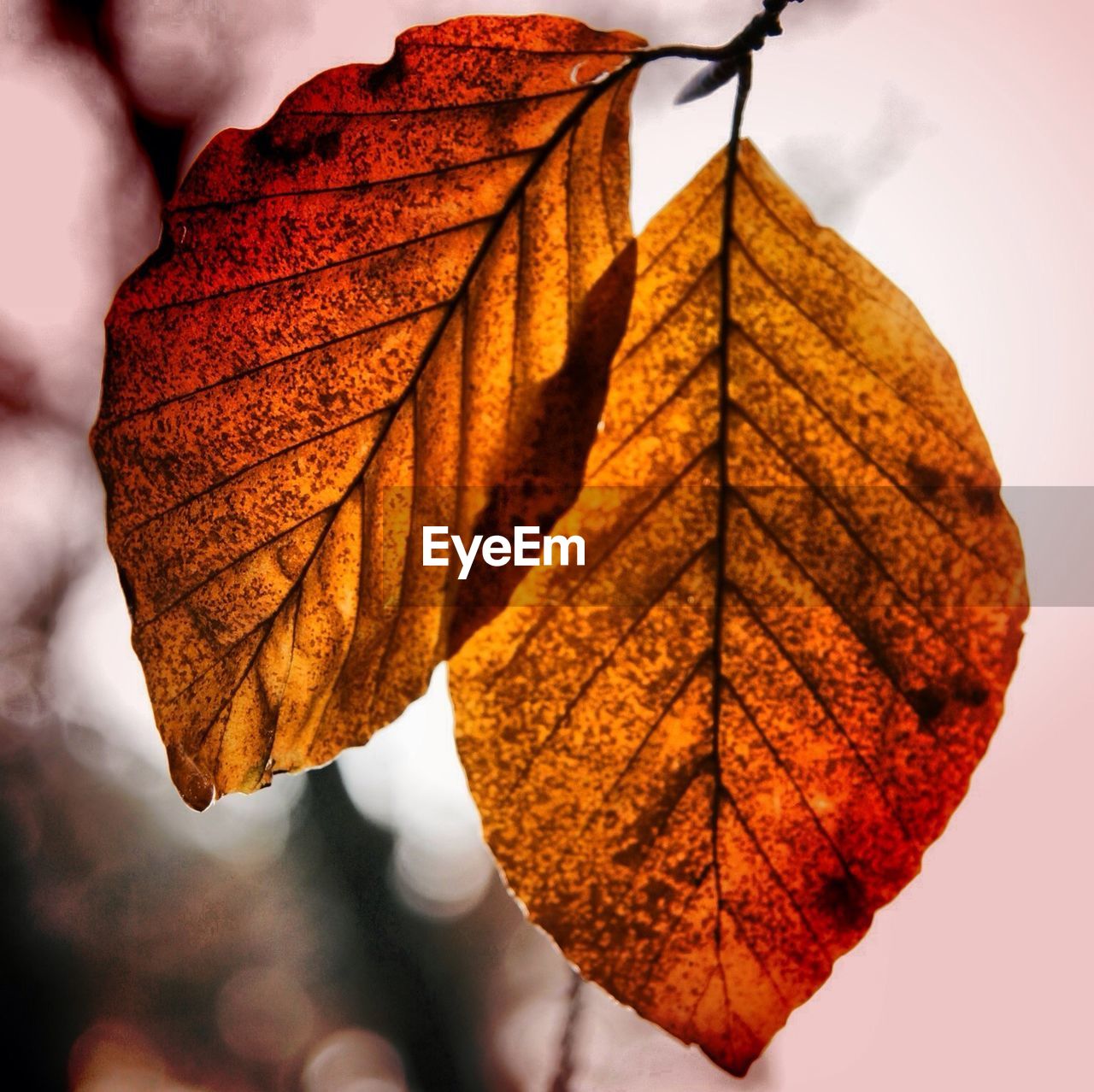 Close-up of two dry leaves against blurred background