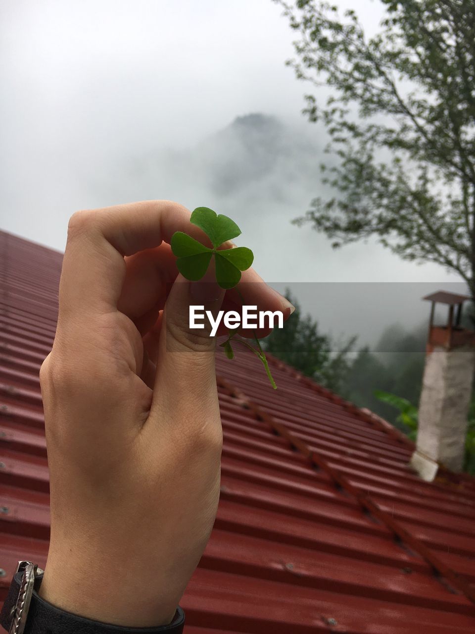 MIDSECTION OF PERSON HOLDING PLANT AGAINST TREE