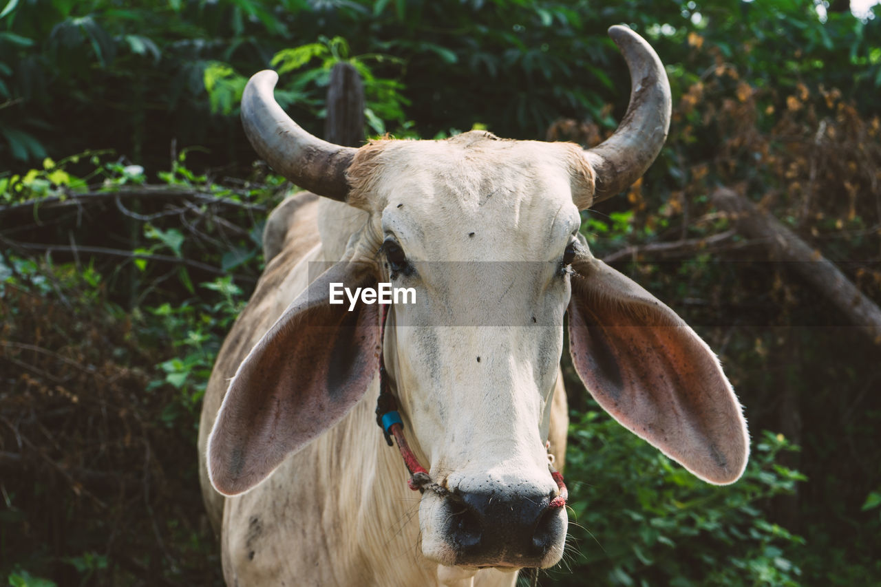 CLOSE-UP OF A COW