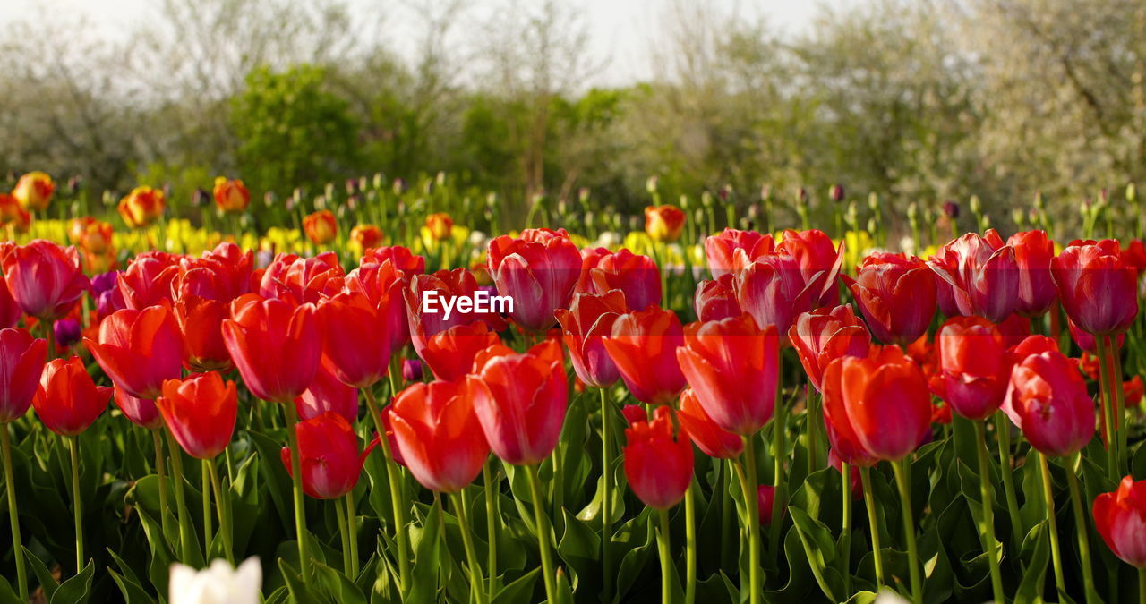 plant, flower, flowering plant, beauty in nature, red, freshness, nature, field, tulip, growth, land, fragility, close-up, petal, no people, inflorescence, flower head, day, landscape, green, grass, focus on foreground, outdoors, springtime, environment, flowerbed, tranquility, sky, sunlight, rural scene, abundance, blossom, botany, multi colored
