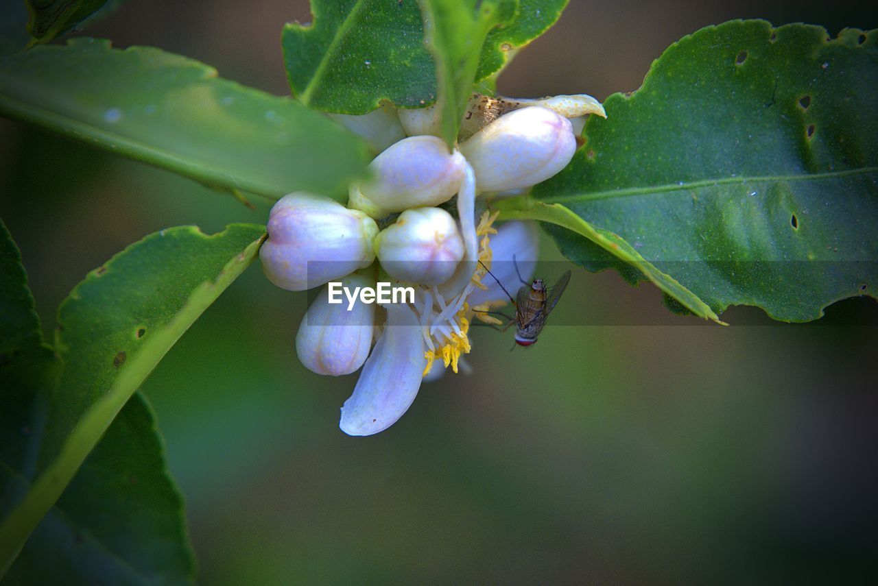 CLOSE-UP OF PURPLE FLOWERING PLANTS