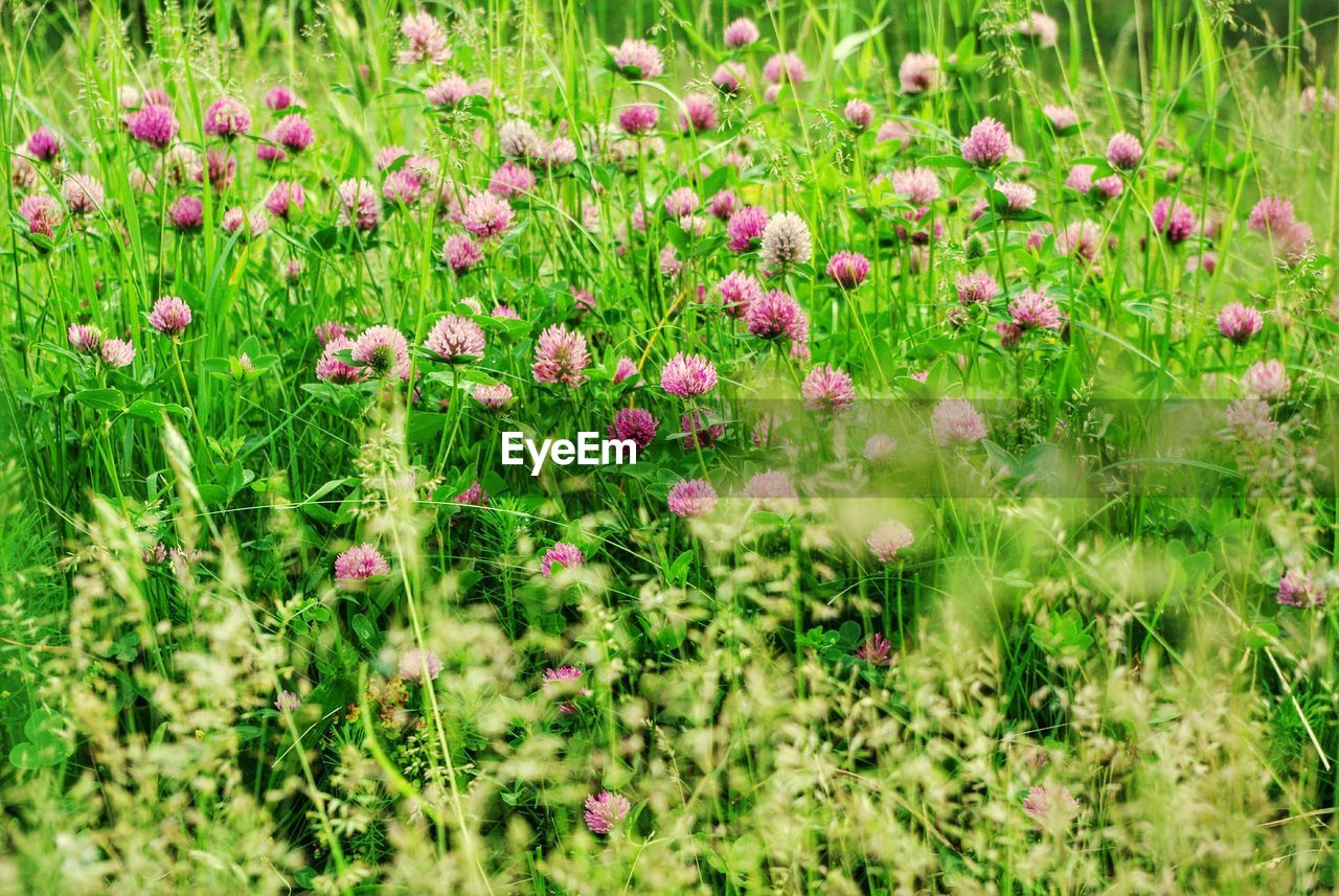 Plants growing on field