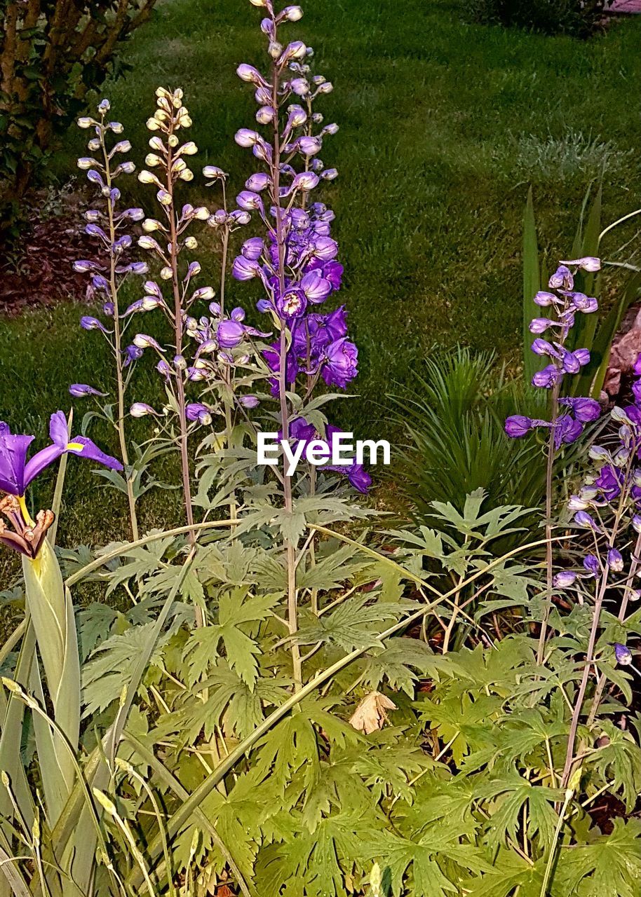 PURPLE FLOWERS BLOOMING IN FIELD