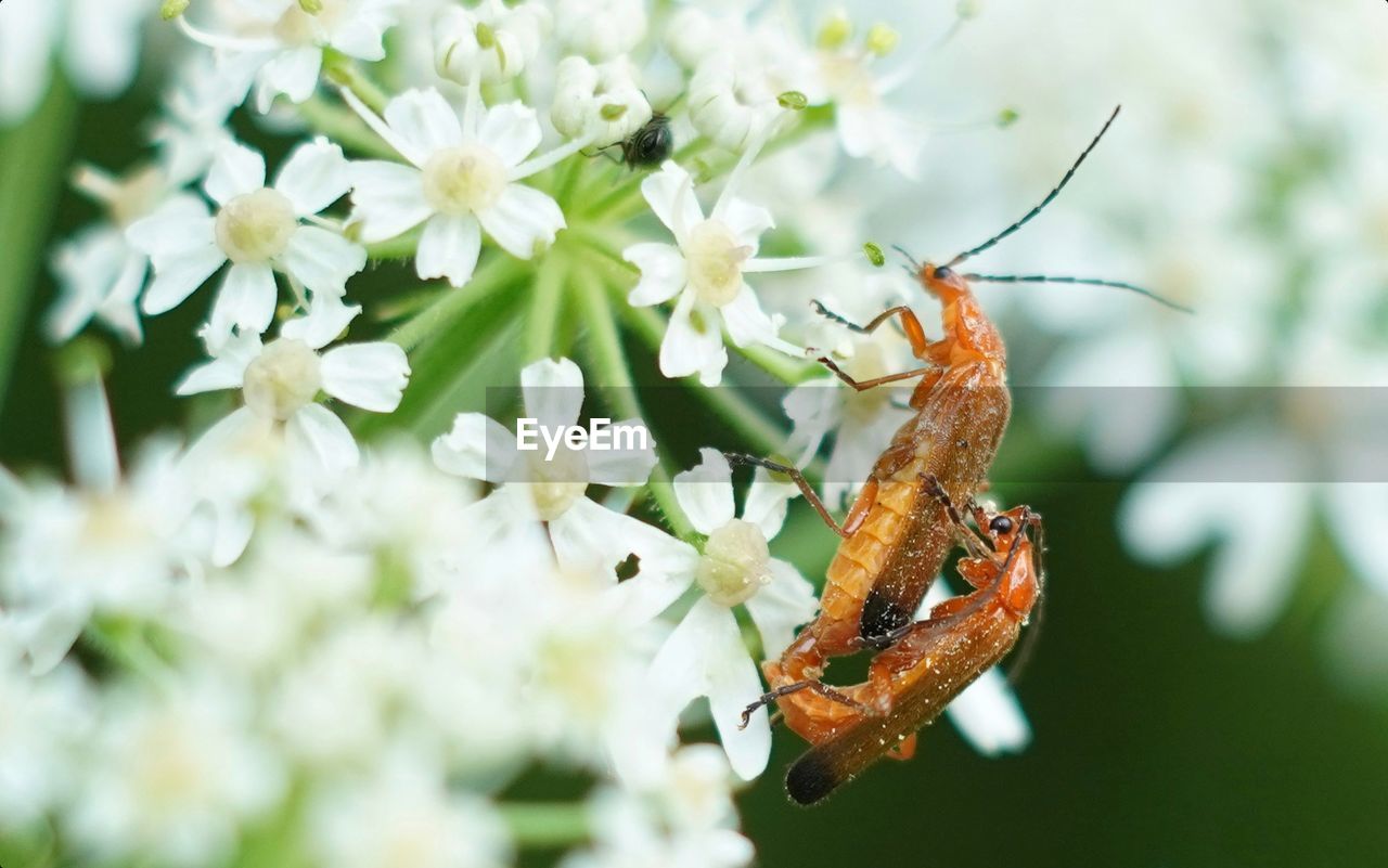 CLOSE-UP OF INSECT ON WHITE FLOWERING PLANT