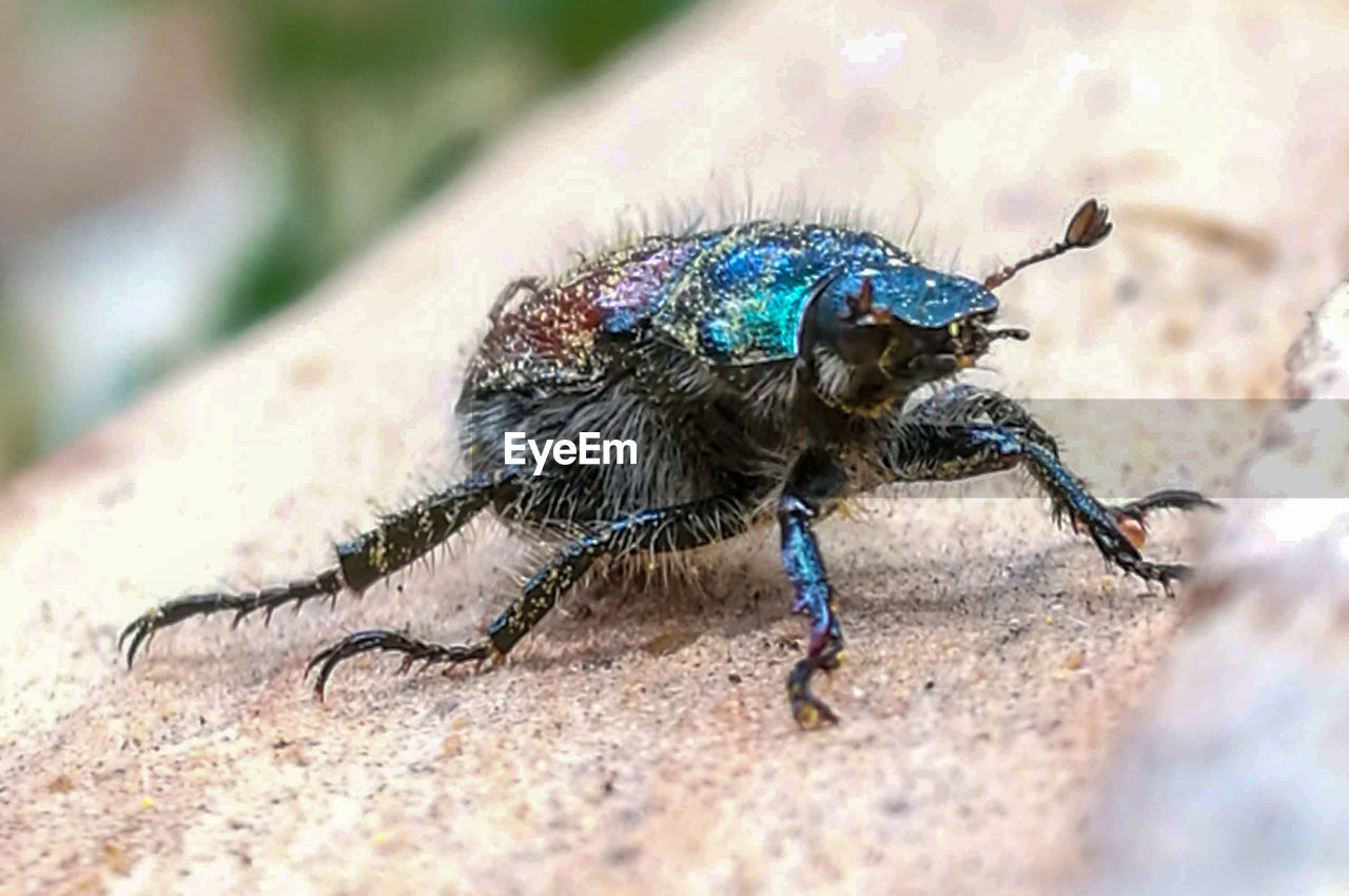 CLOSE-UP OF CATERPILLAR