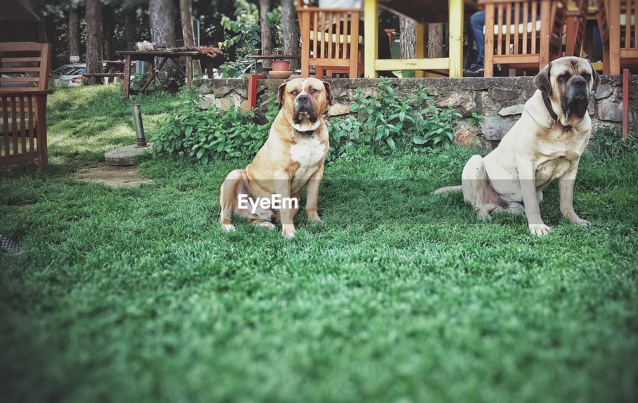 DOG IN A BACKYARD