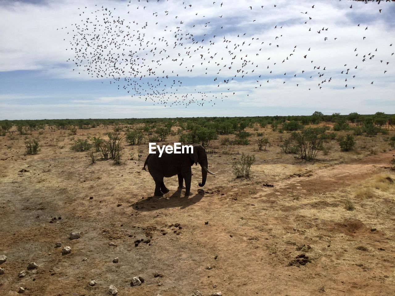 Elephant and birds in a field