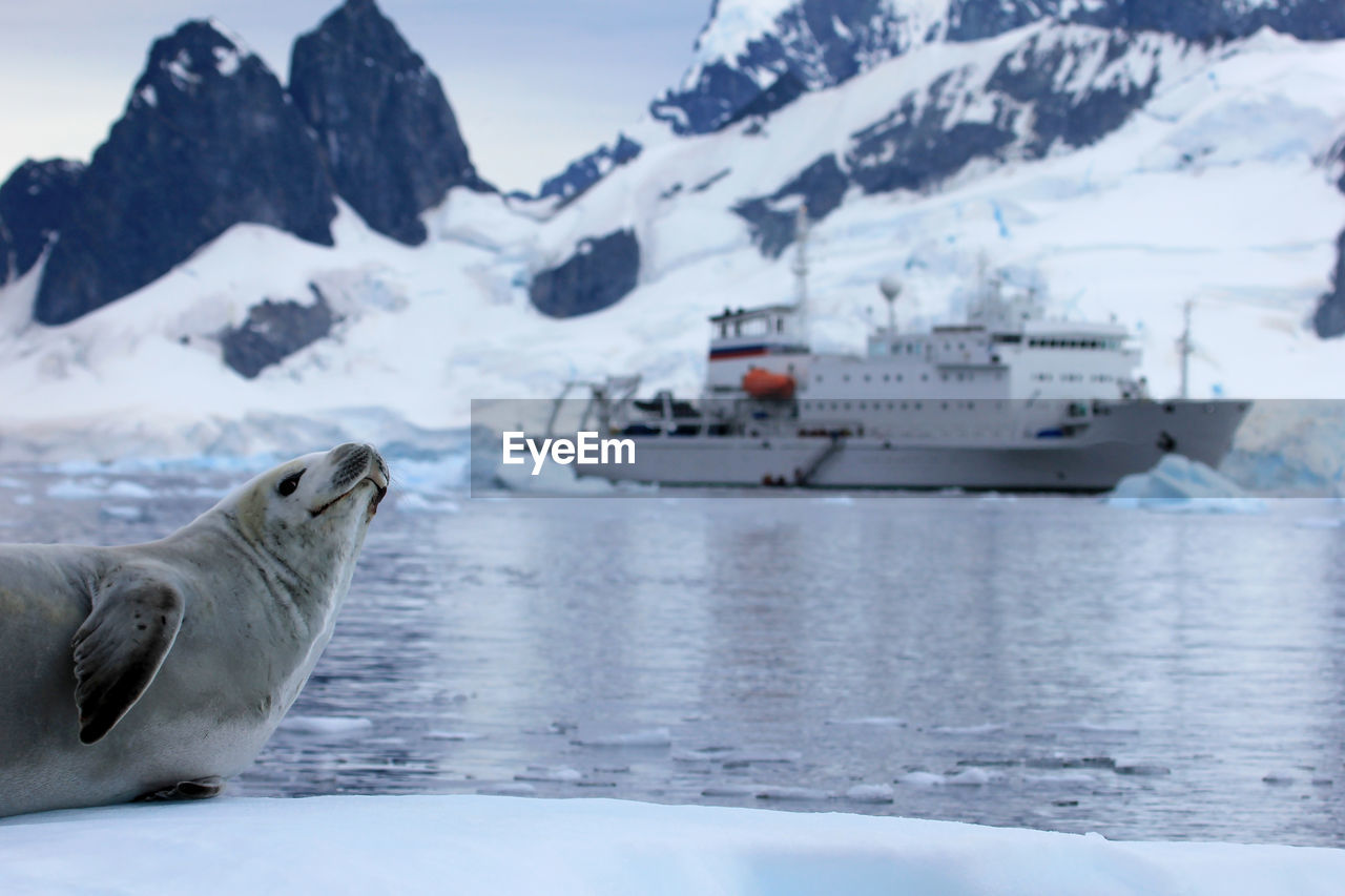 Close-up of seal on snow with ship in sea during winter