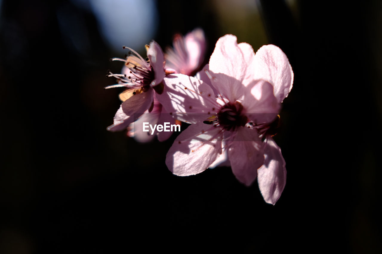 Close-up of pink cherry blossom against black background