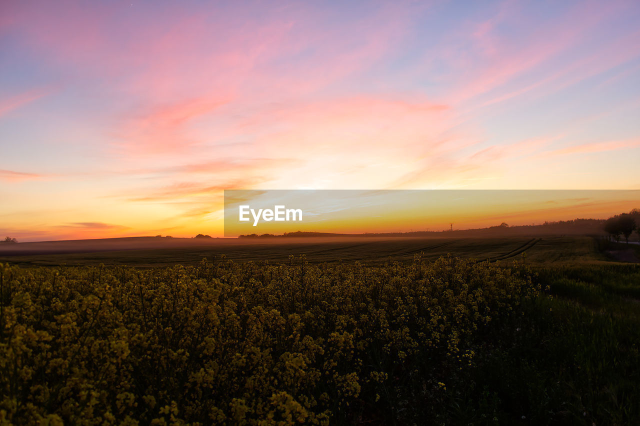 SCENIC VIEW OF FIELD DURING SUNSET