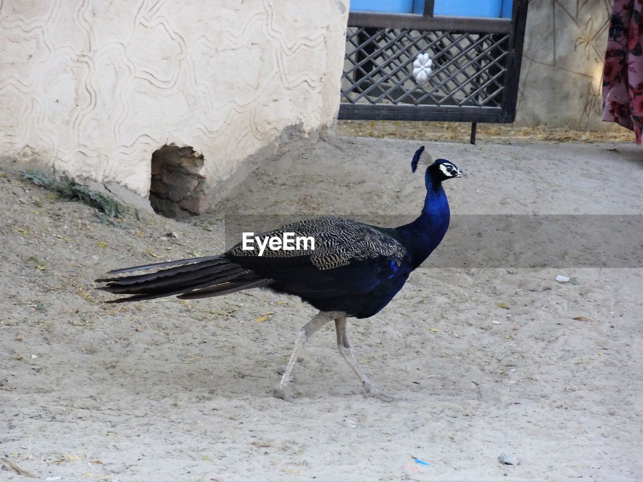 BIRD ON PEACOCK