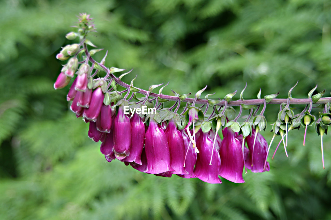 CLOSE-UP OF PURPLE FLOWER HANGING FROM PLANT