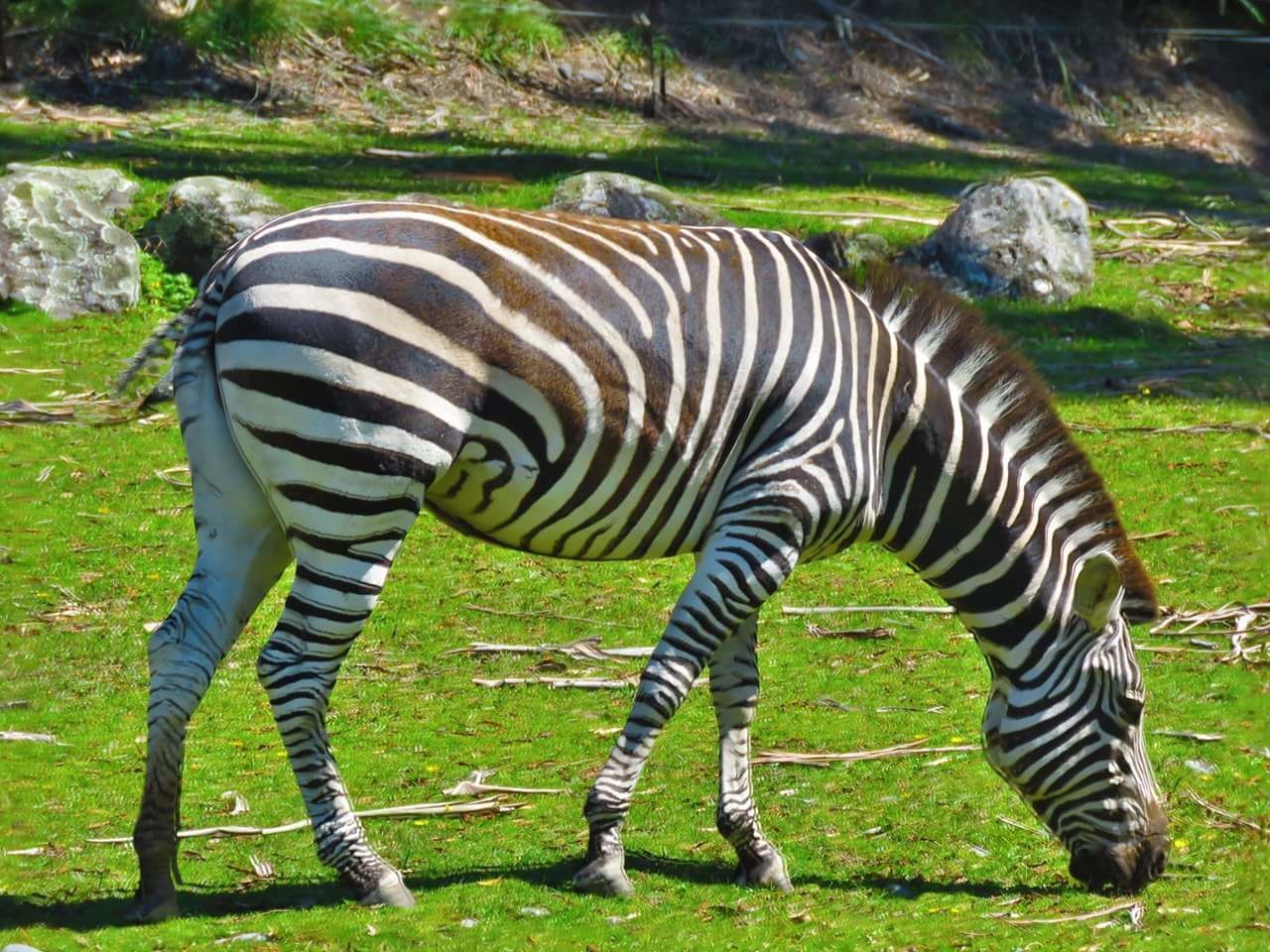 ZEBRAS GRAZING IN FIELD