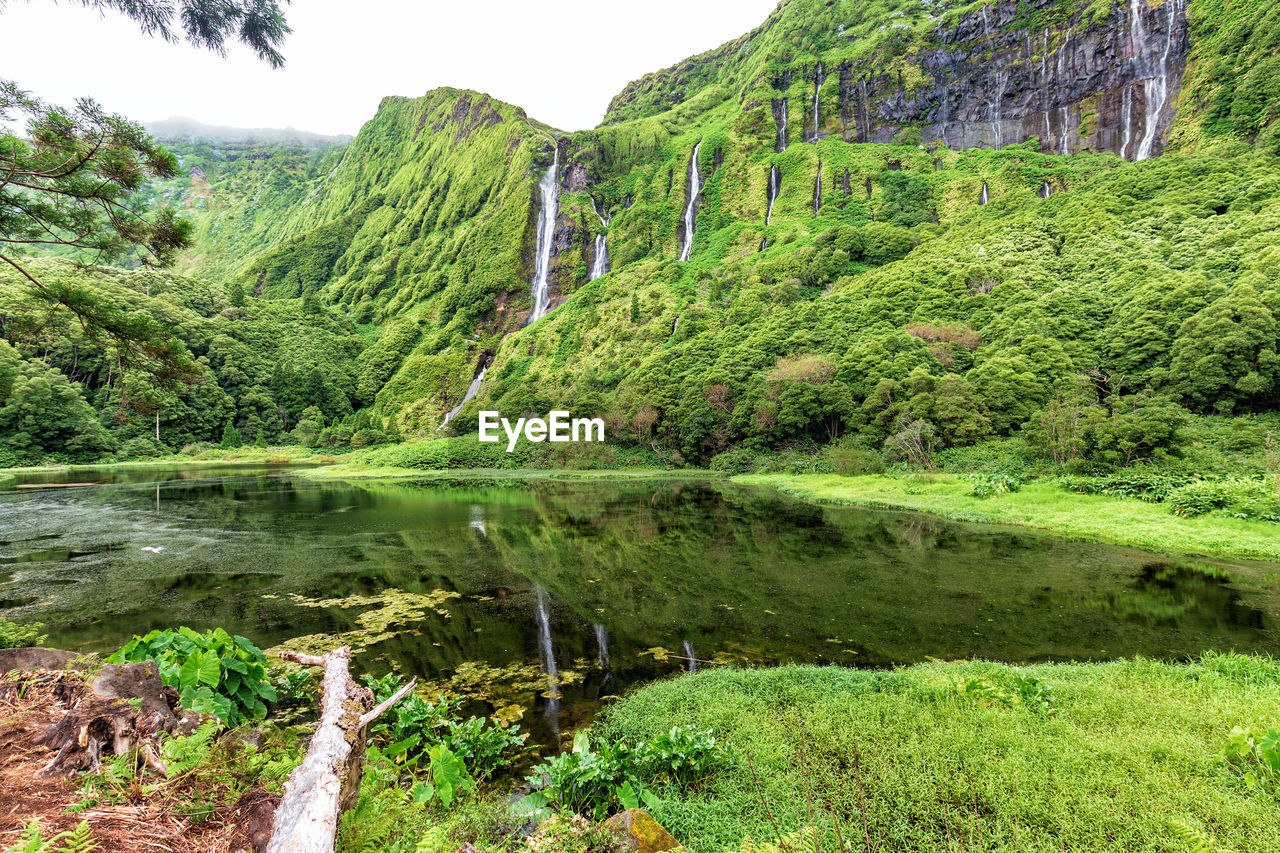 Scenic view of lake by trees in forest