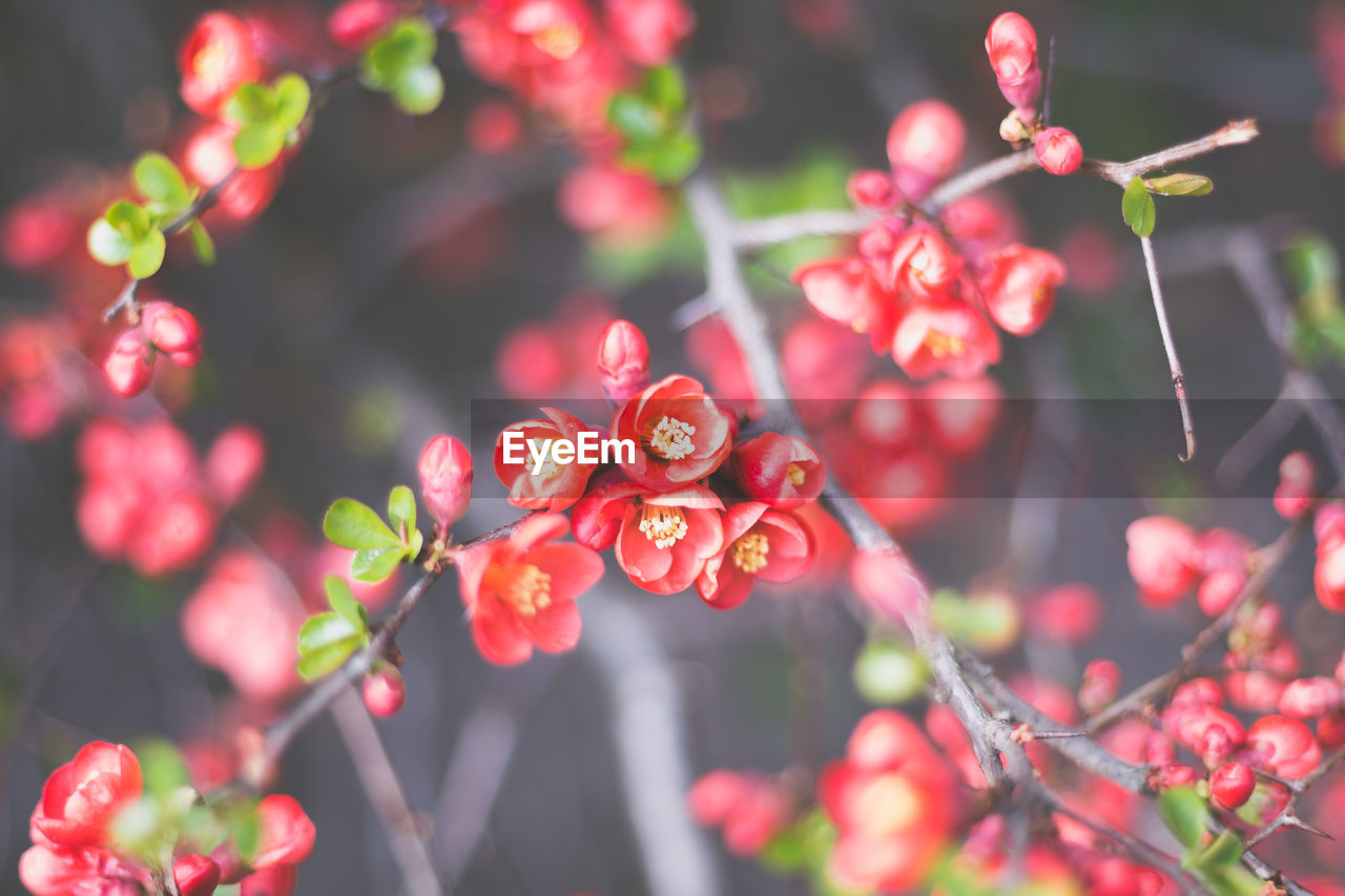 Close-up of red flowers blooming on tree