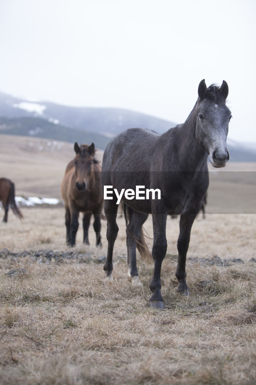 HORSES STANDING IN FIELD