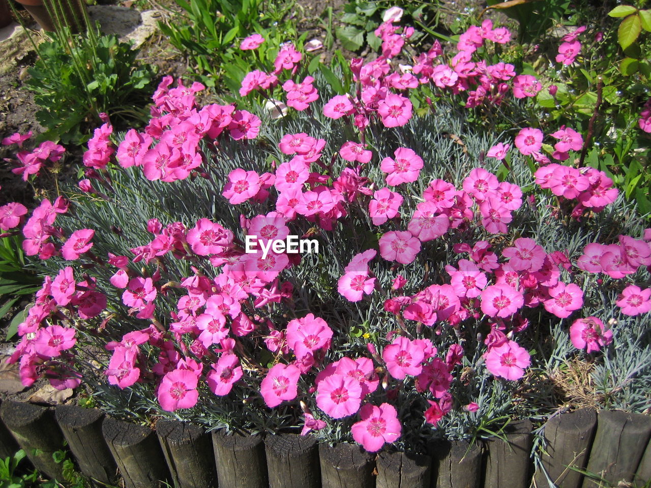 CLOSE-UP OF PINK FLOWERS IN GARDEN
