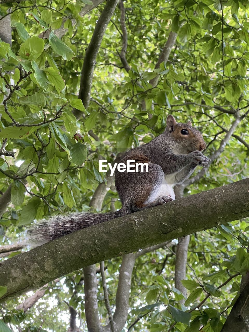 Low angle view of squirrel on tree in forest