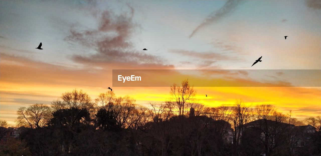 SILHOUETTE BIRDS FLYING AGAINST SUNSET SKY