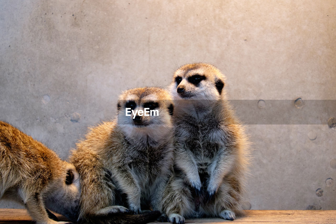 Meerkats against wall at zoo