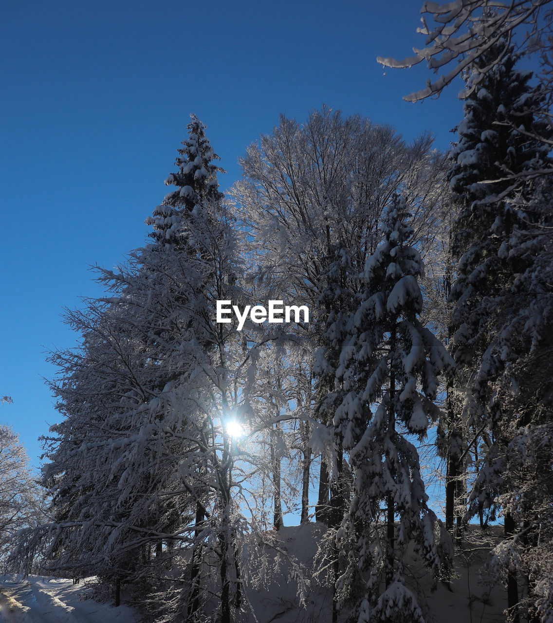 LOW ANGLE VIEW OF FROZEN TREES AGAINST SKY