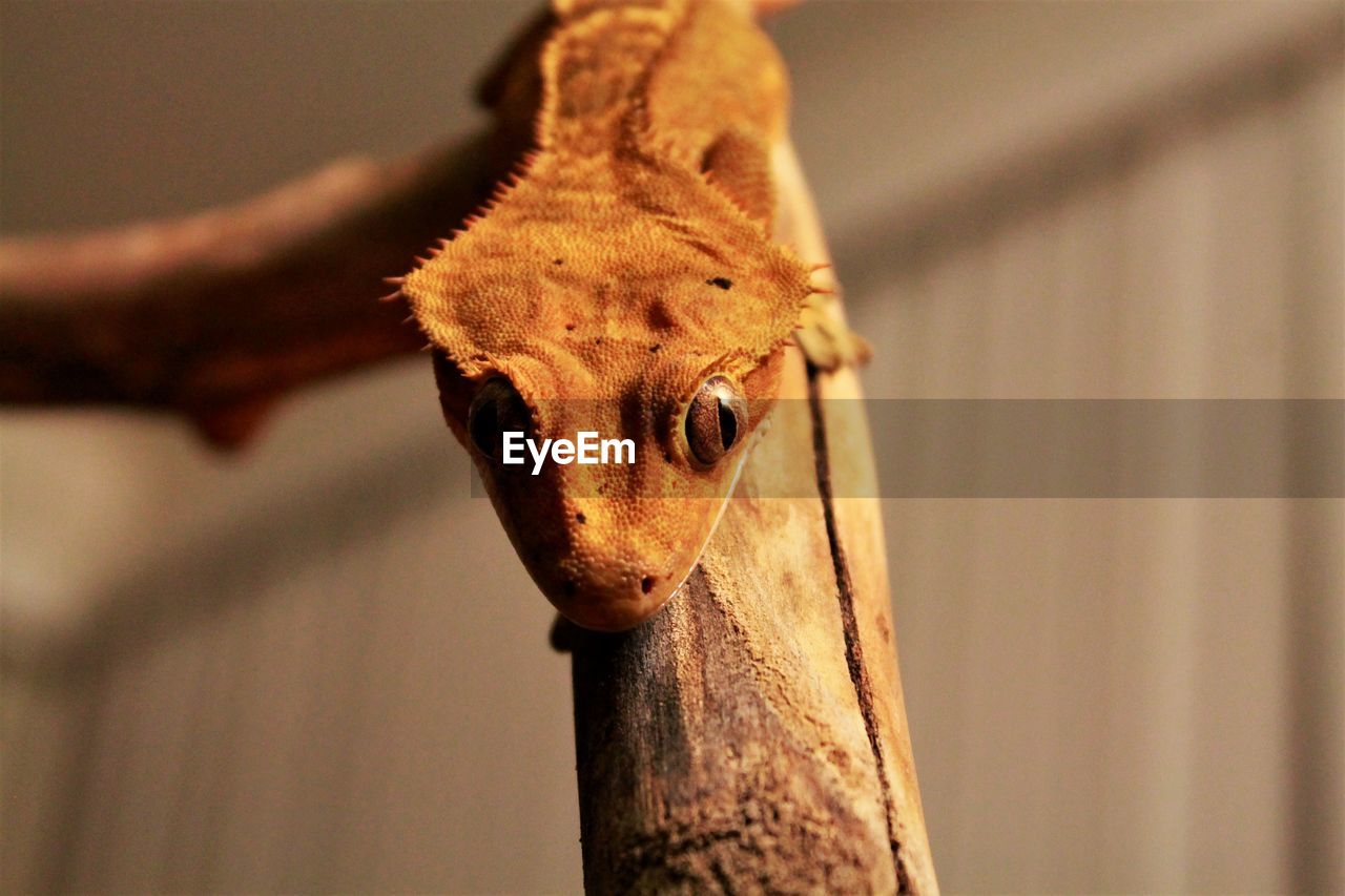 Animal Head  Animal Themes Animal Wildlife Animals In The Wild Close-up Day Focus On Foreground Indoors  Mammal Nature No People One Animal Pet Portraits