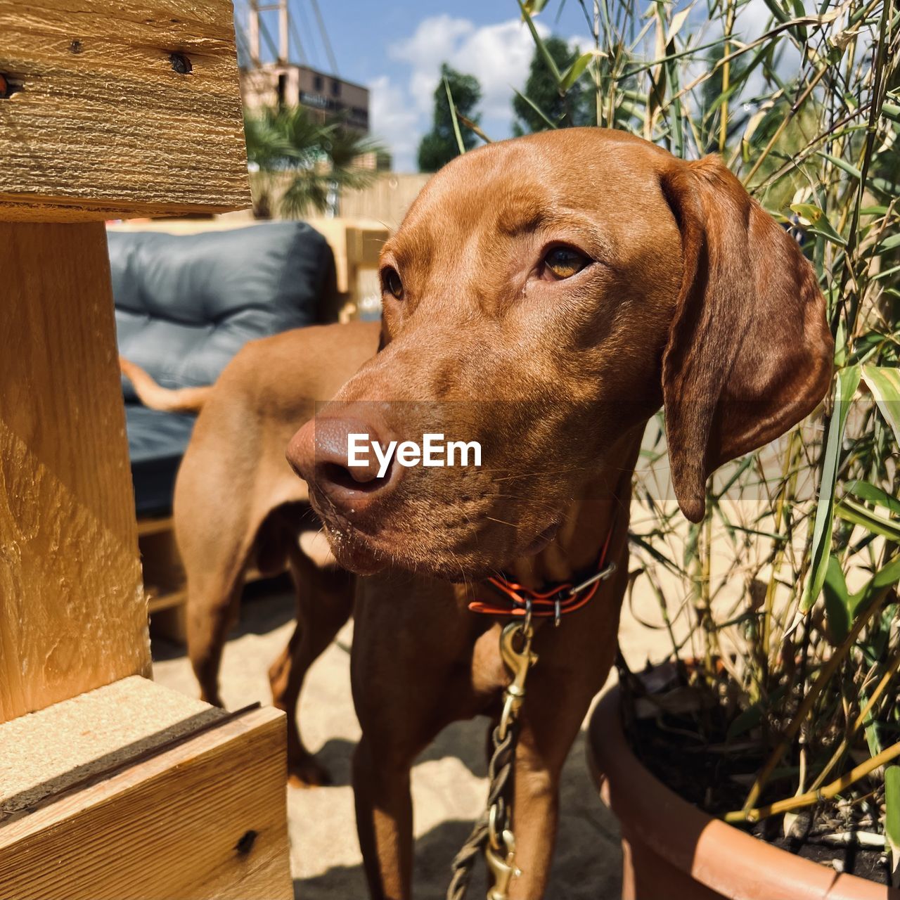 dog, mammal, domestic animals, animal themes, pet, animal, one animal, canine, day, nature, sunlight, architecture, plant, outdoors, looking, wood, brown, looking away, carnivore, portrait