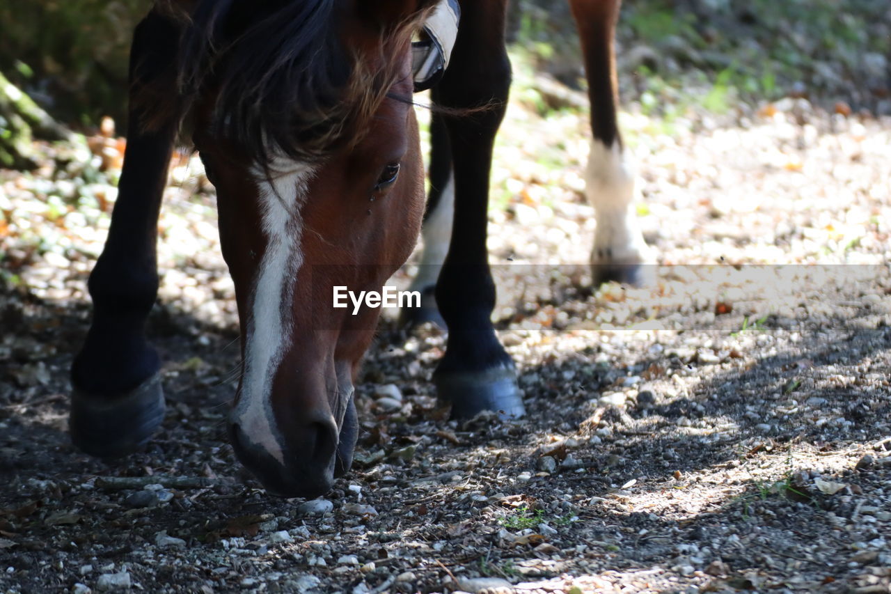 Horse standing in ranch