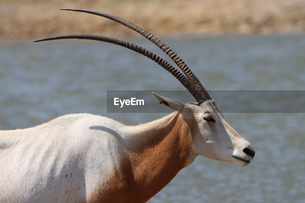 Scimitar horned oryx by water side view head close-up