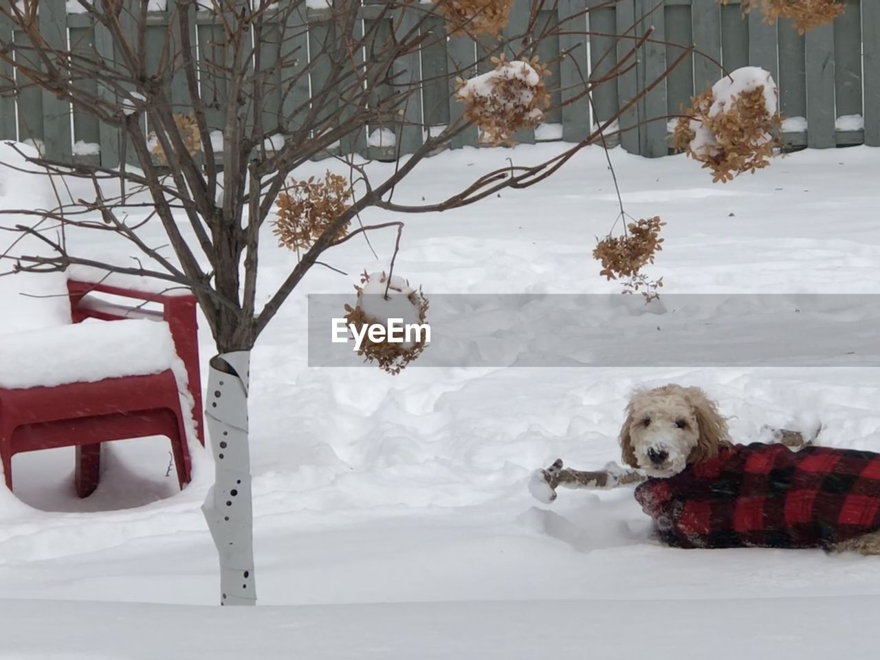 SNOW COVERED DOG ON FIELD