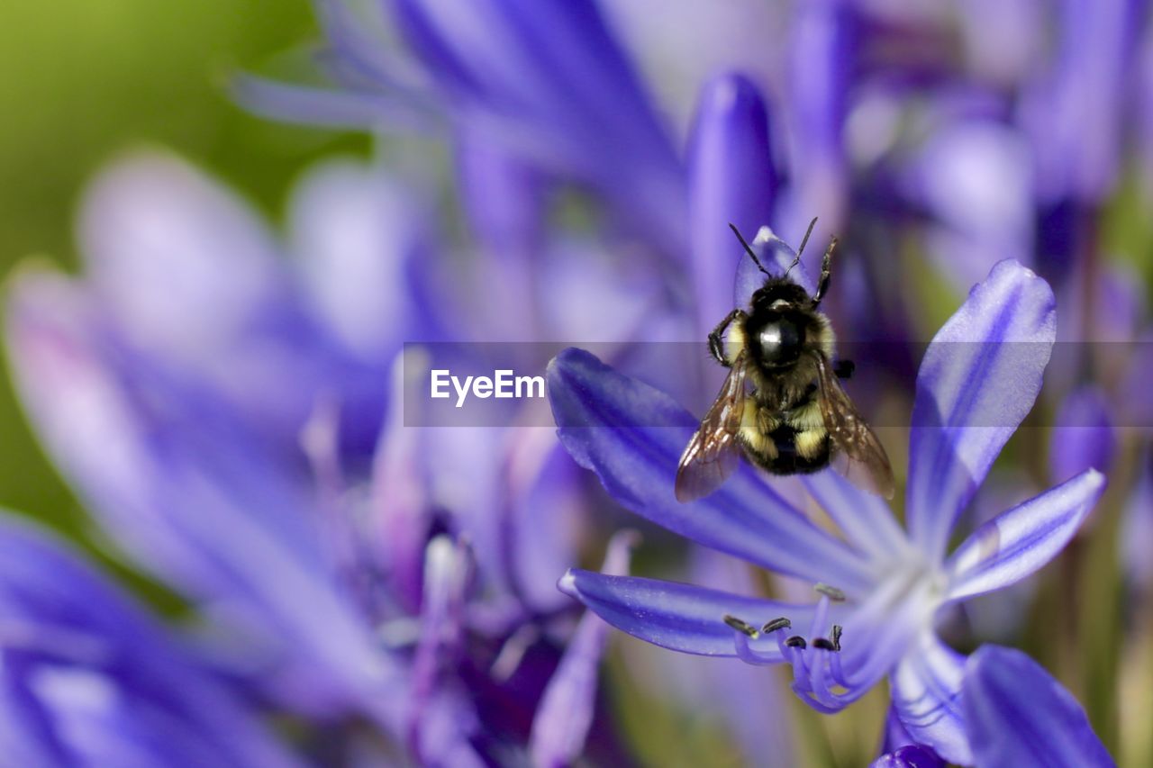 CLOSE-UP OF BEE ON PURPLE FLOWER