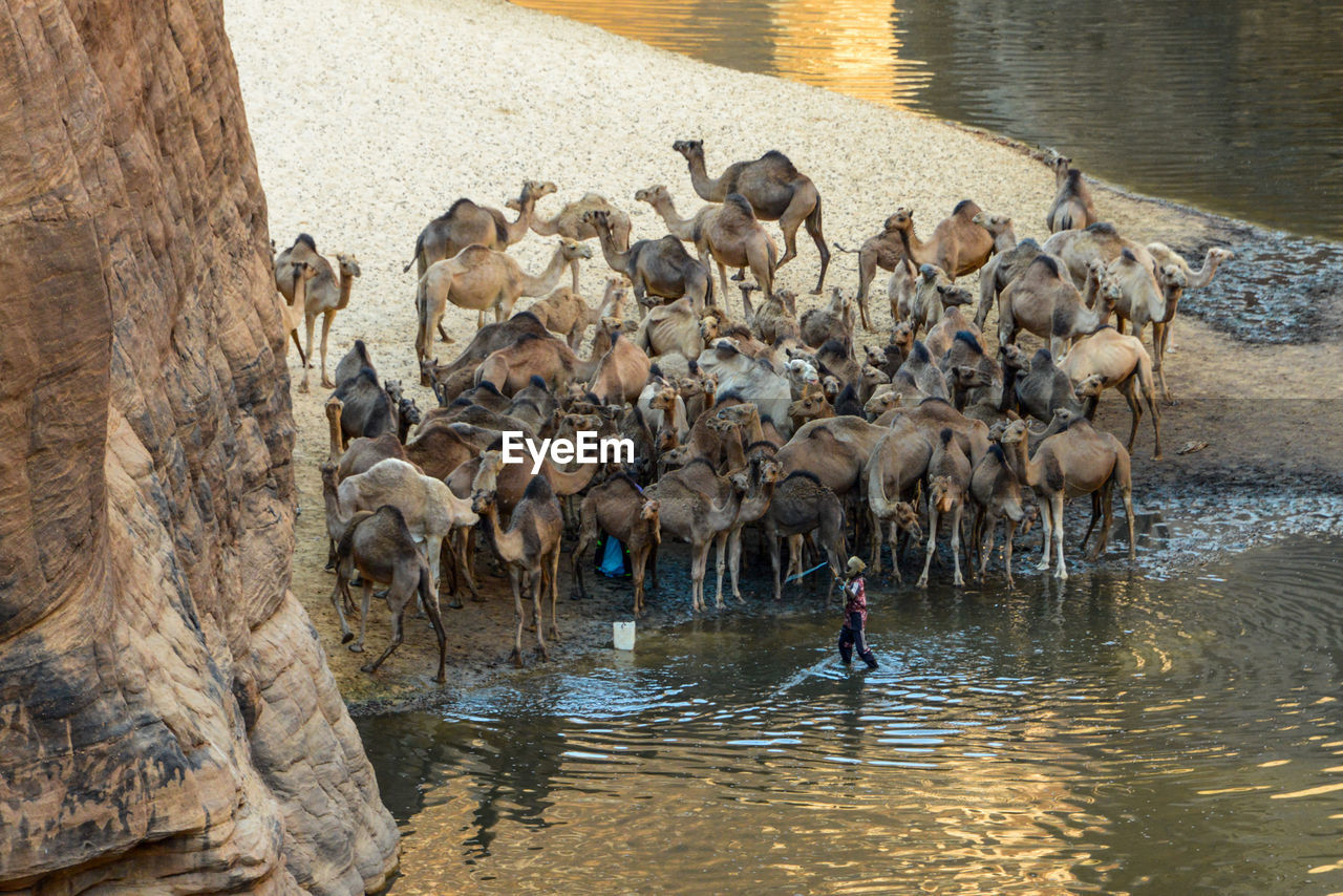 Man standing with herd of camels by lake 