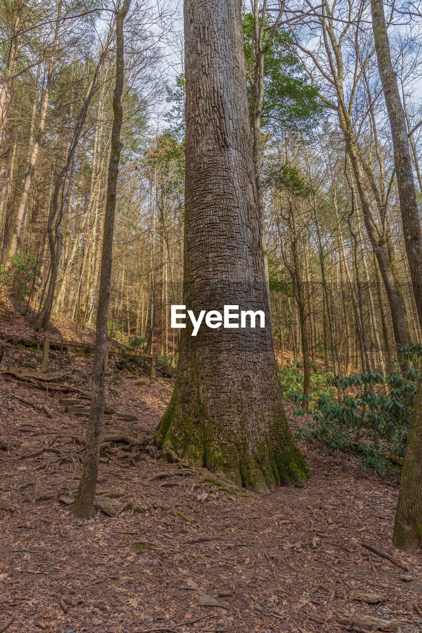 VIEW OF TREES IN THE FOREST